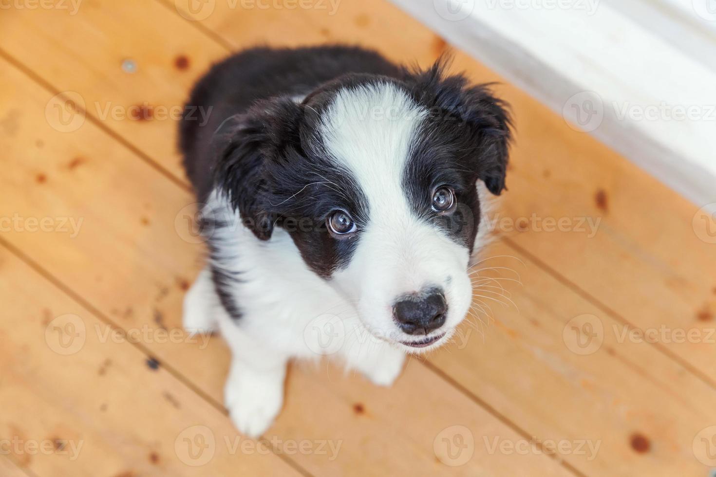 retrato engraçado de lindo sorridente cachorrinho border collie em casa foto