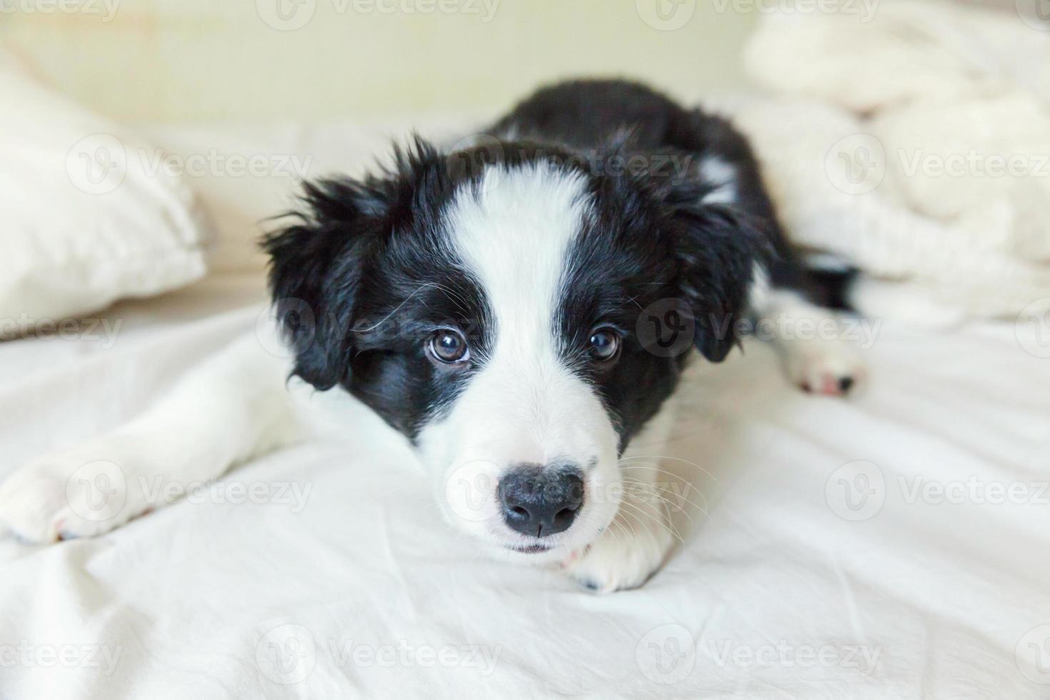 retrato engraçado de bonitinho sorridente cachorrinho border collie na cama em casa foto