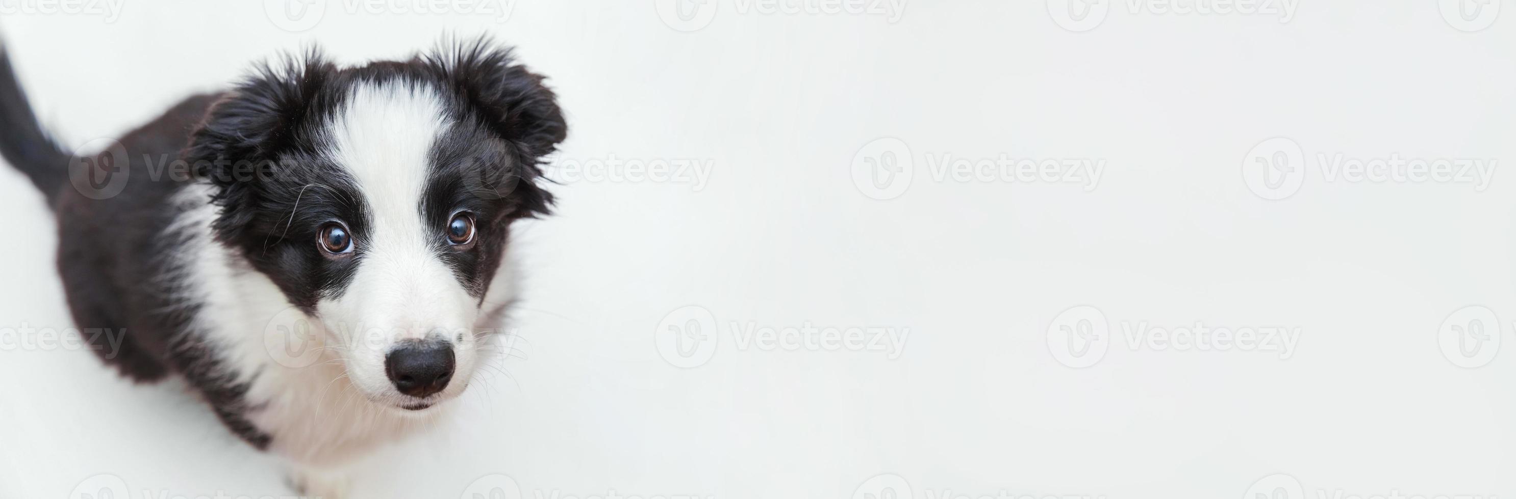 retrato de estúdio engraçado de lindo smilling cachorrinho border collie isolado no fundo branco. conceito de cuidados e animais de estimação. bandeira foto