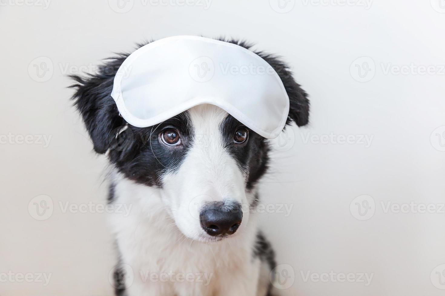 não me perturbe, deixe-me dormir. engraçado bonito sorridente cachorrinho border collie com máscara de olho dormindo isolado no fundo branco. descanso, boa noite, sesta, insônia, relaxamento, cansado, conceito de viagem. foto