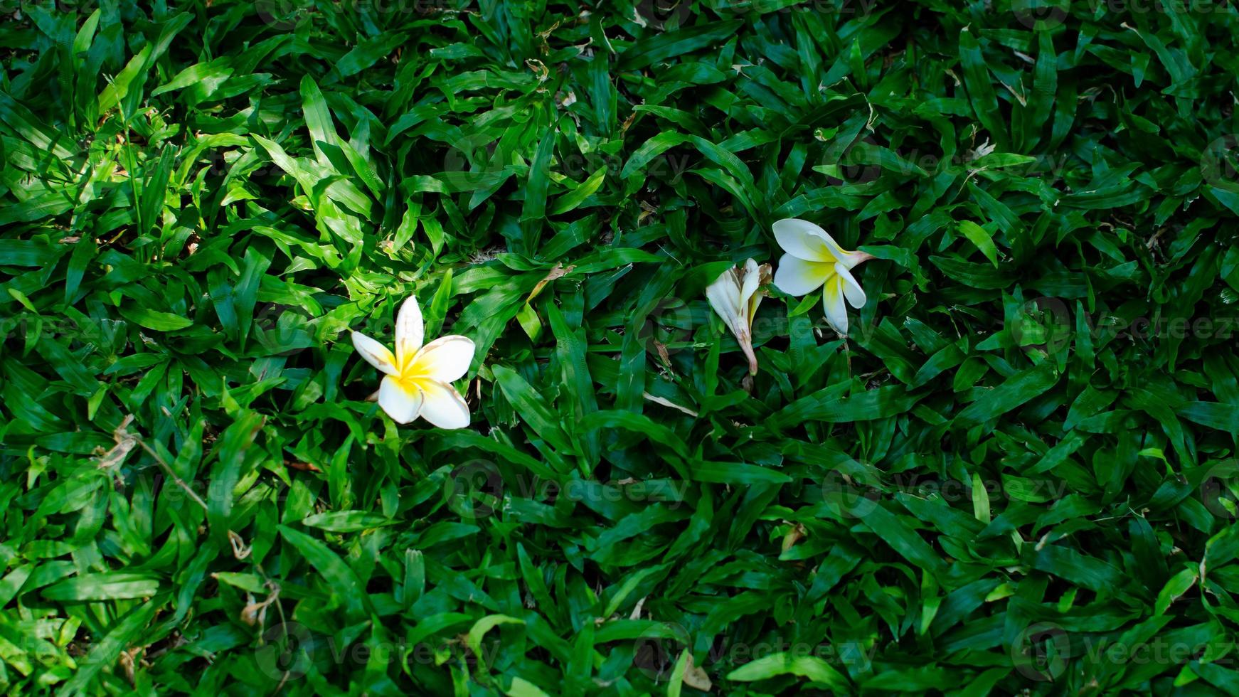 linda textura de fundo verde grama fresca. foto