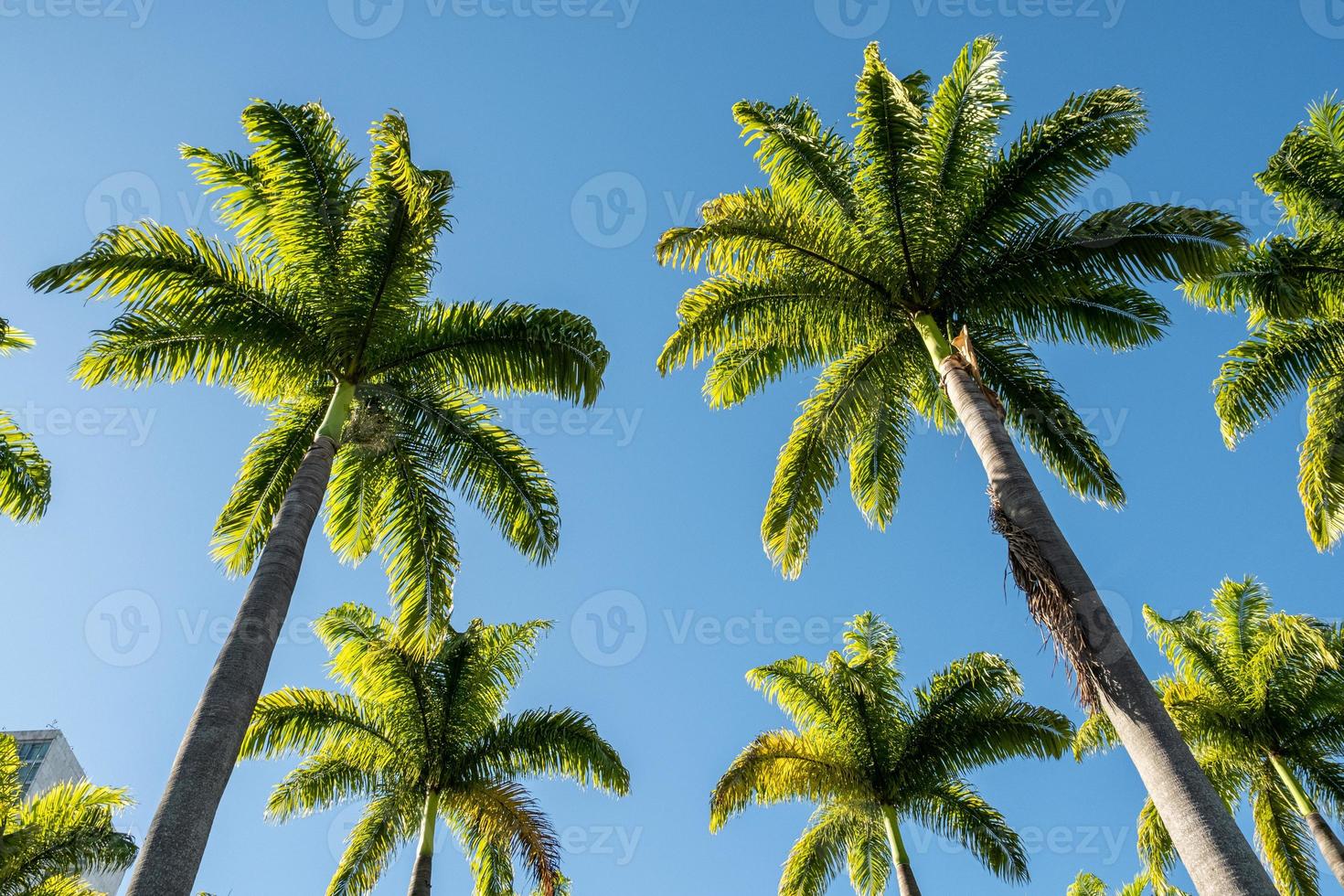 bela vista para palmeiras imperiais na floresta tropical foto