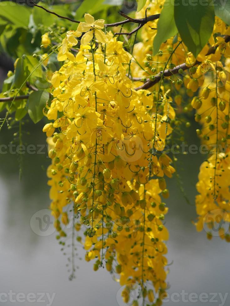 fístula de cássia, árvore de chuva dourada flor amarela florescendo lindo buquê no jardim turva do fundo da natureza foto