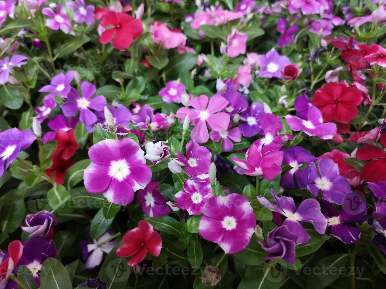 jasmim caiena, pervinca, catharanthus rosea, pervinca de madagascar, vinca, apocynaceae nome flor rosa cor primavera no jardim em turva do fundo da natureza foto