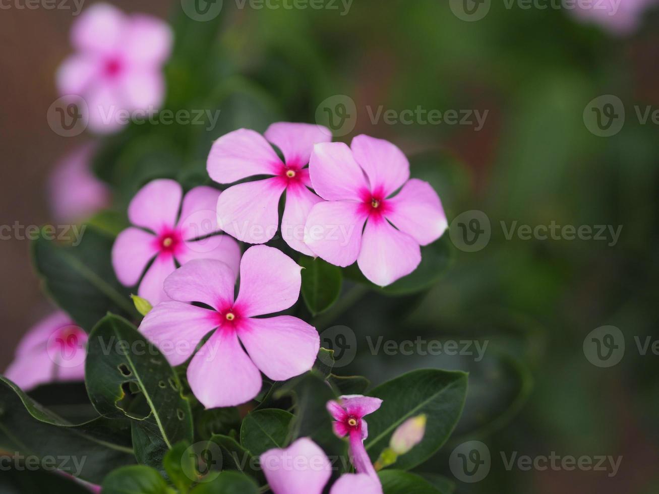 nome comum índia ocidental, madagascar, trazer olho, índio, capa, rosa-rosa, vinca, jasmim caiena, pervinca rosa, velha empregada nome científico catharanthus roseus flor tem cor rosa foto