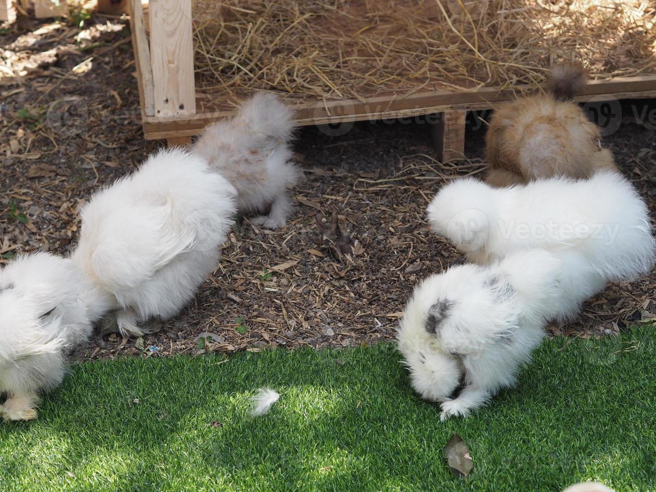 O pêlo de galinha silkie é semelhante a um fio de seda macio com aparência peluda, animal branco e preto foto