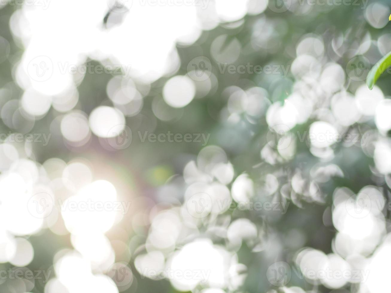 árvore de fundo de luz solar bokeh natural abstrato - imagens de bancos de imagens foto