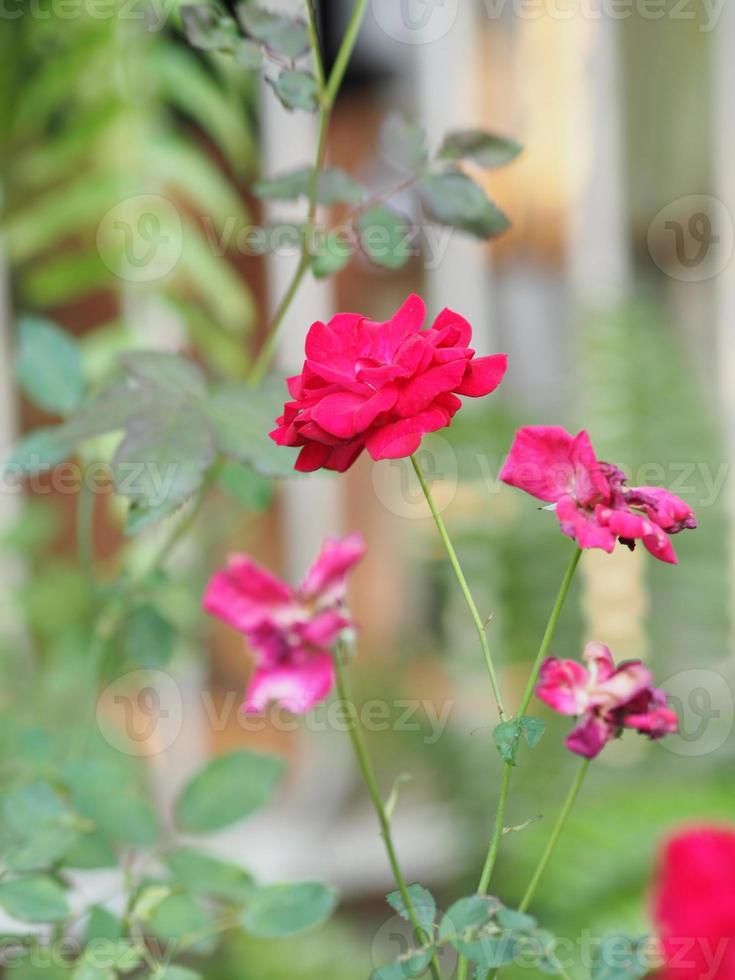 flor de cor rosa rosa florescendo no jardim turva de fundo da natureza, copie o conceito de espaço para escrever design de texto no fundo da frente para banner, cartão, papel de parede, página da web, cartão de dia dos namorados foto