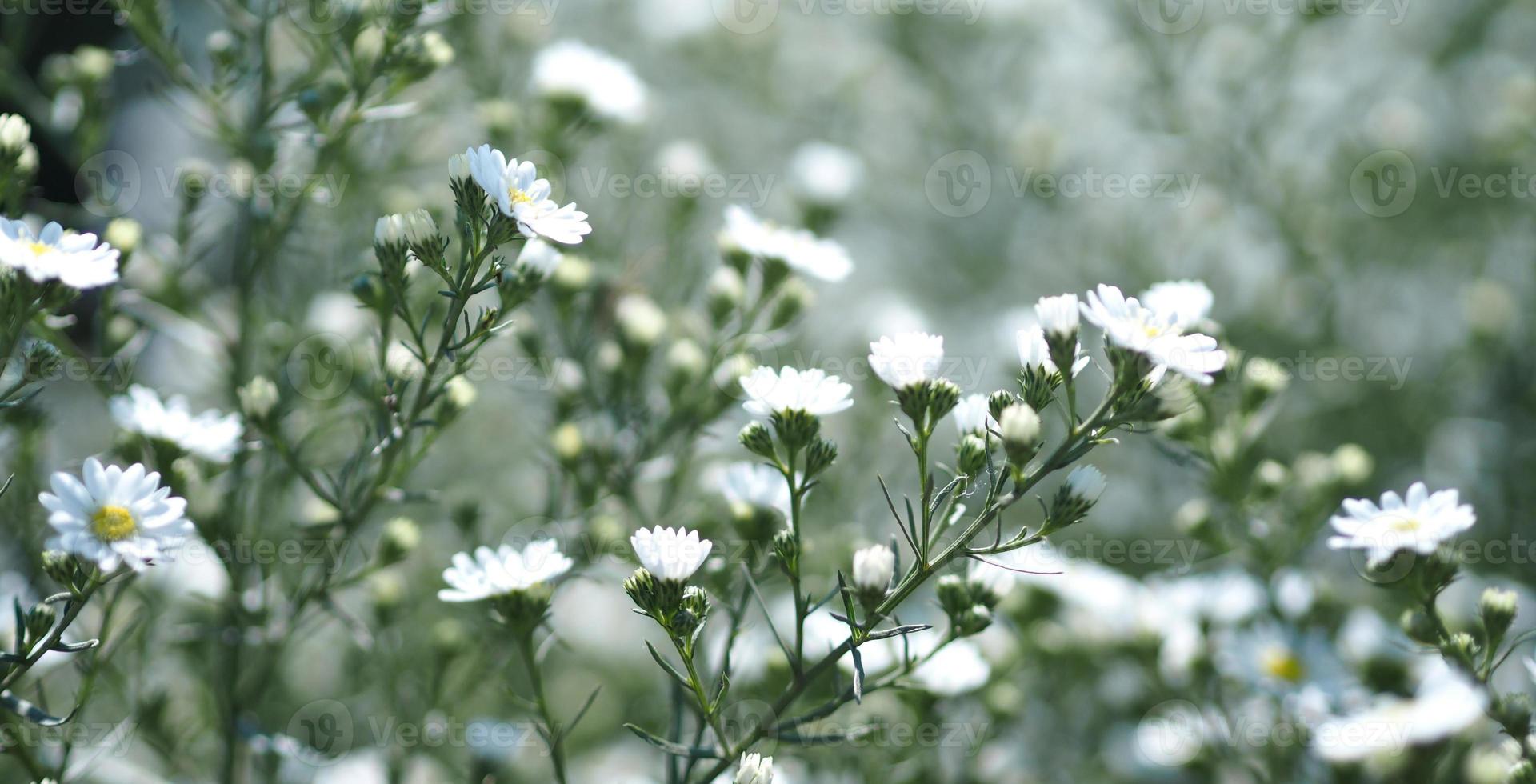 flor de aster cortador, solidago canadensis, asteraceae, biannials foto