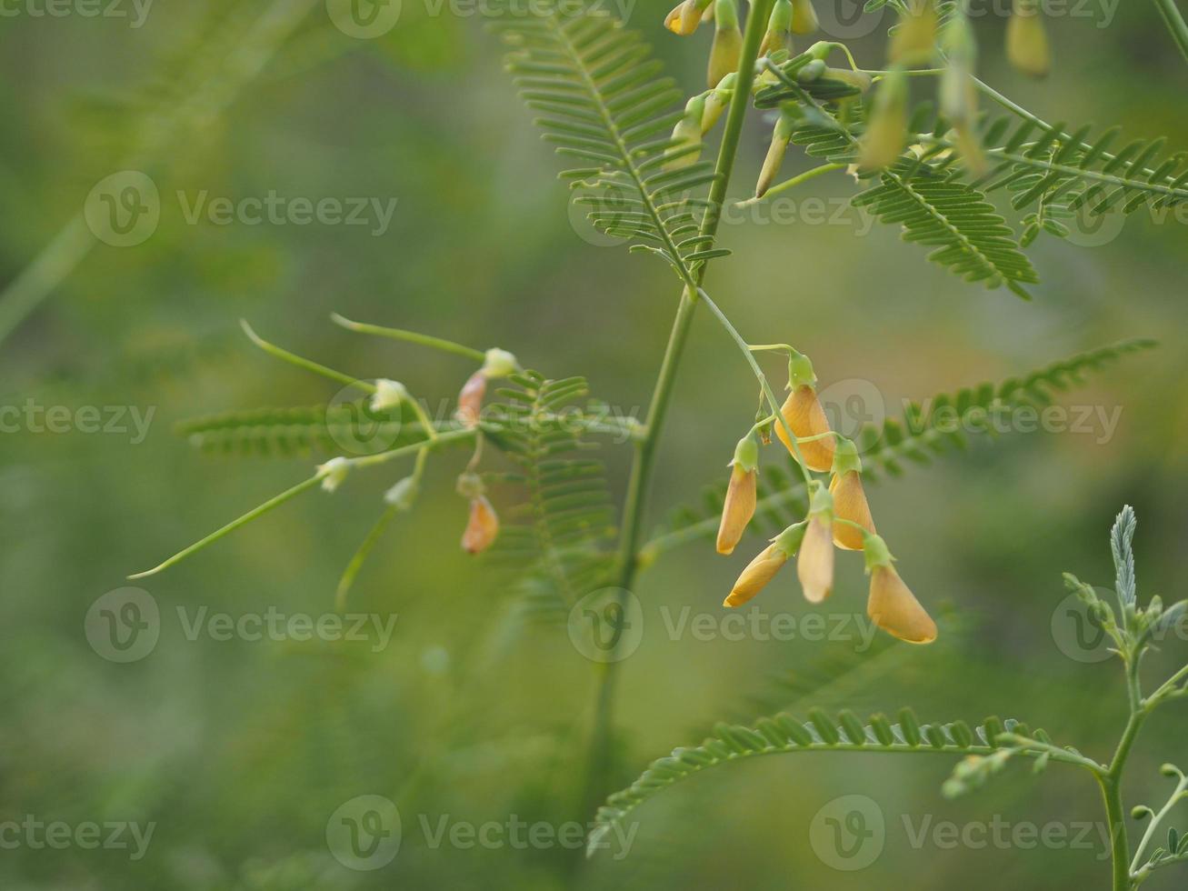 vegetal de flor amarela de cânhamo fesbania, sesbania javanica florescendo no fundo da natureza do jardim foto