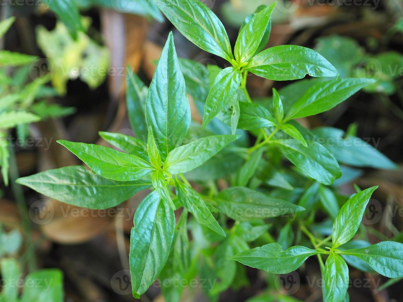 rei dos amargos nome científico andrographis paniculata burm, parede. ex nees, fah talai jhon, ervas tailandesas aliviam a dor de garganta, reduzem a febre, aquecem o frio folhas verdes árvore coronavírus, covid-19 foto