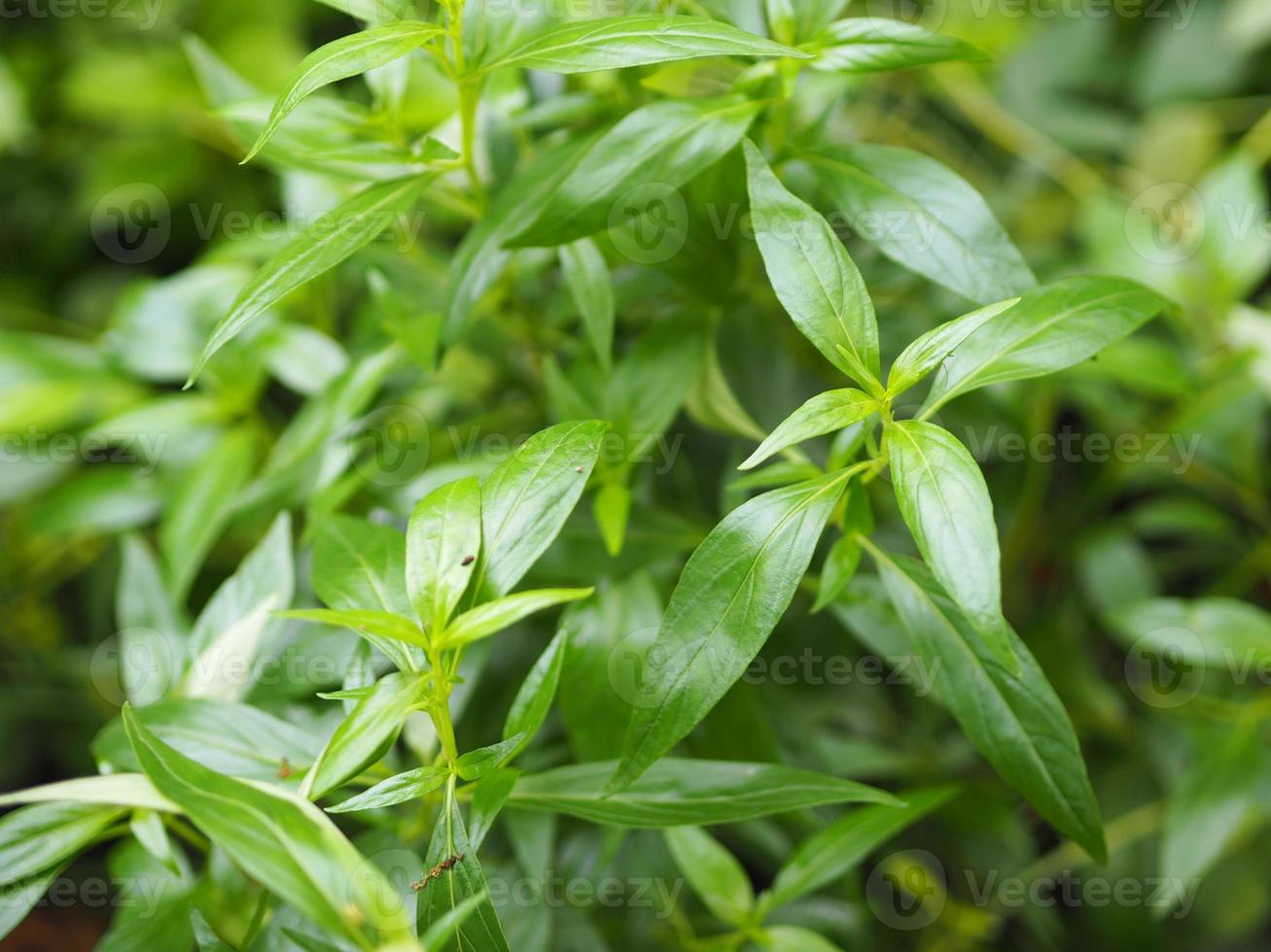 rei dos amargos científico andrographis paniculata burm, parede. ex nees, fah talai jhon, ervas tailandesas aliviam a dor de garganta, reduzem a febre, aquecem folhas verdes natureza vegetal coronavírus covid-19 foto