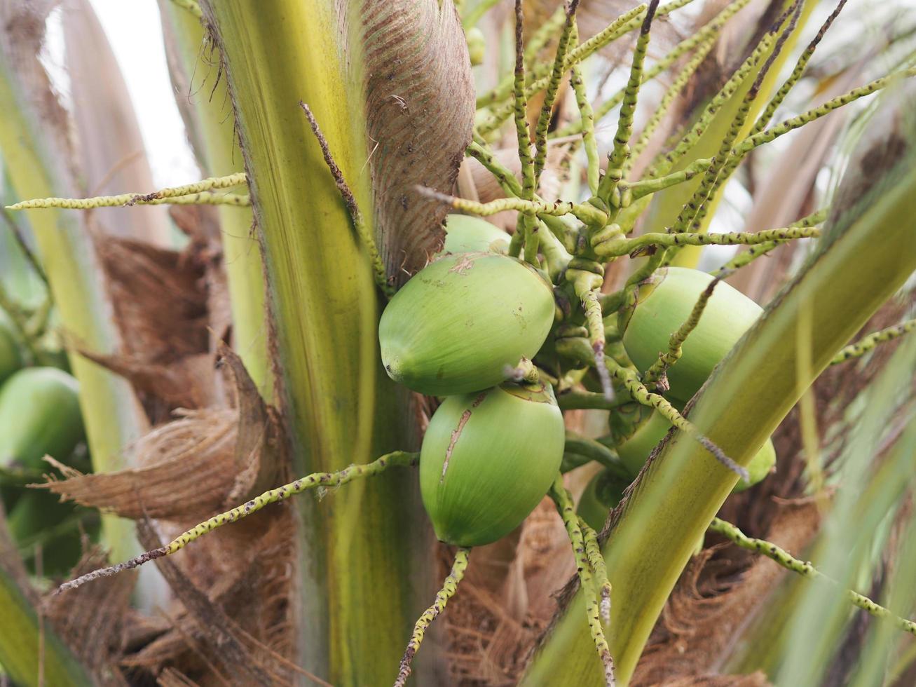 bando de close-up de cachos de coco verde fresco na palmeira, fundo de natureza de frutas foto