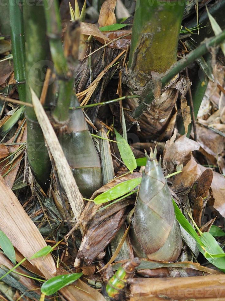 brotos de bambu estão crescendo brotos emergem do solo, fundo de natureza de alimentos vegetais foto