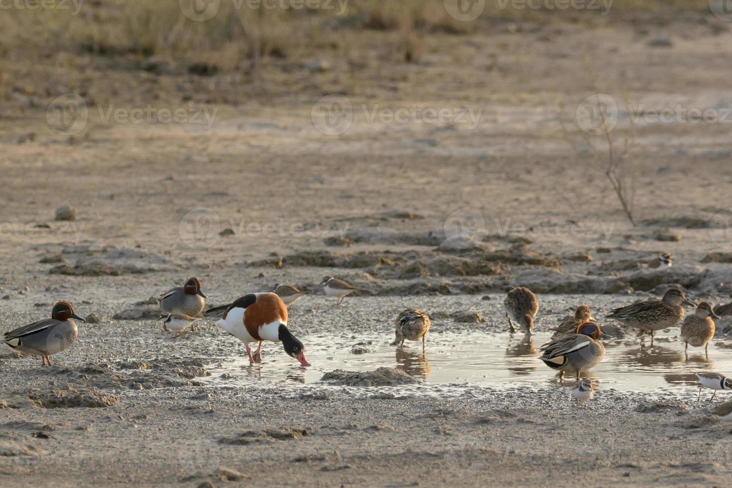 Shelduck comum tadorna tadorna nadando no pantanal, parque natural de mallorca espanha foto