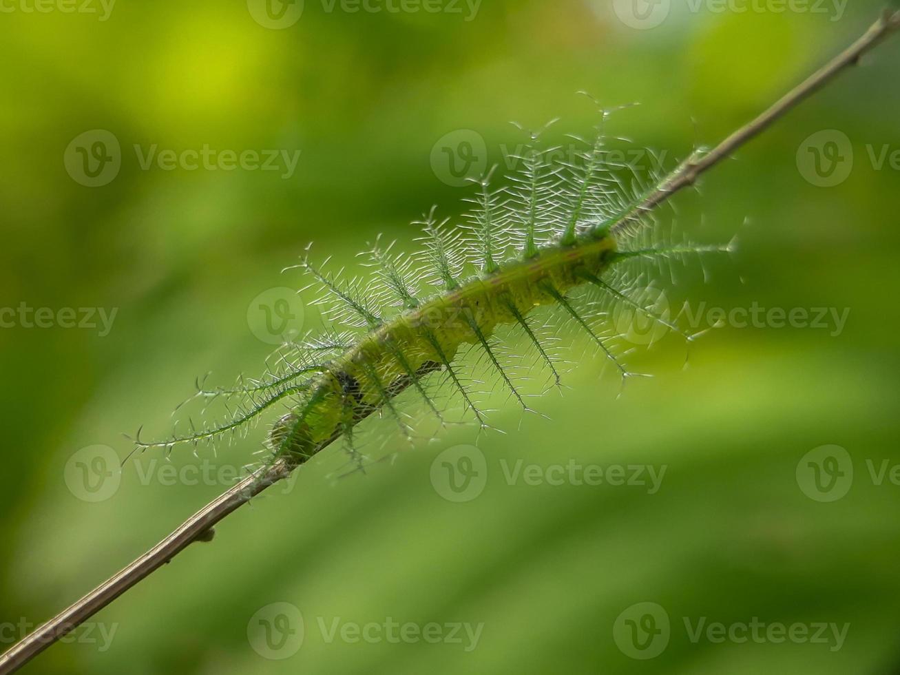 lagartas verdes em flores de grama e fundo natural foto