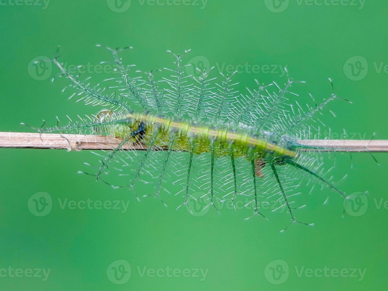 lagartas verdes em flores de grama e fundo natural foto