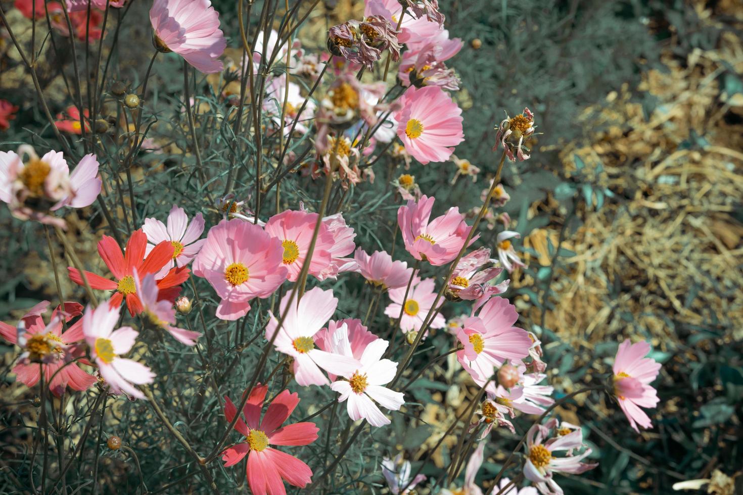 fundo desfocado de flores coloridas no jardim de flores da primavera. foto