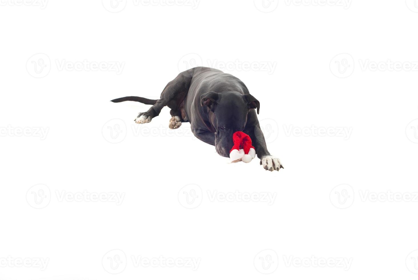 cachorro dormindo com gorro de papai noel foto