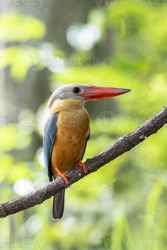 martim-pescador de bico de cegonha empoleirado no galho na tailândia. foto