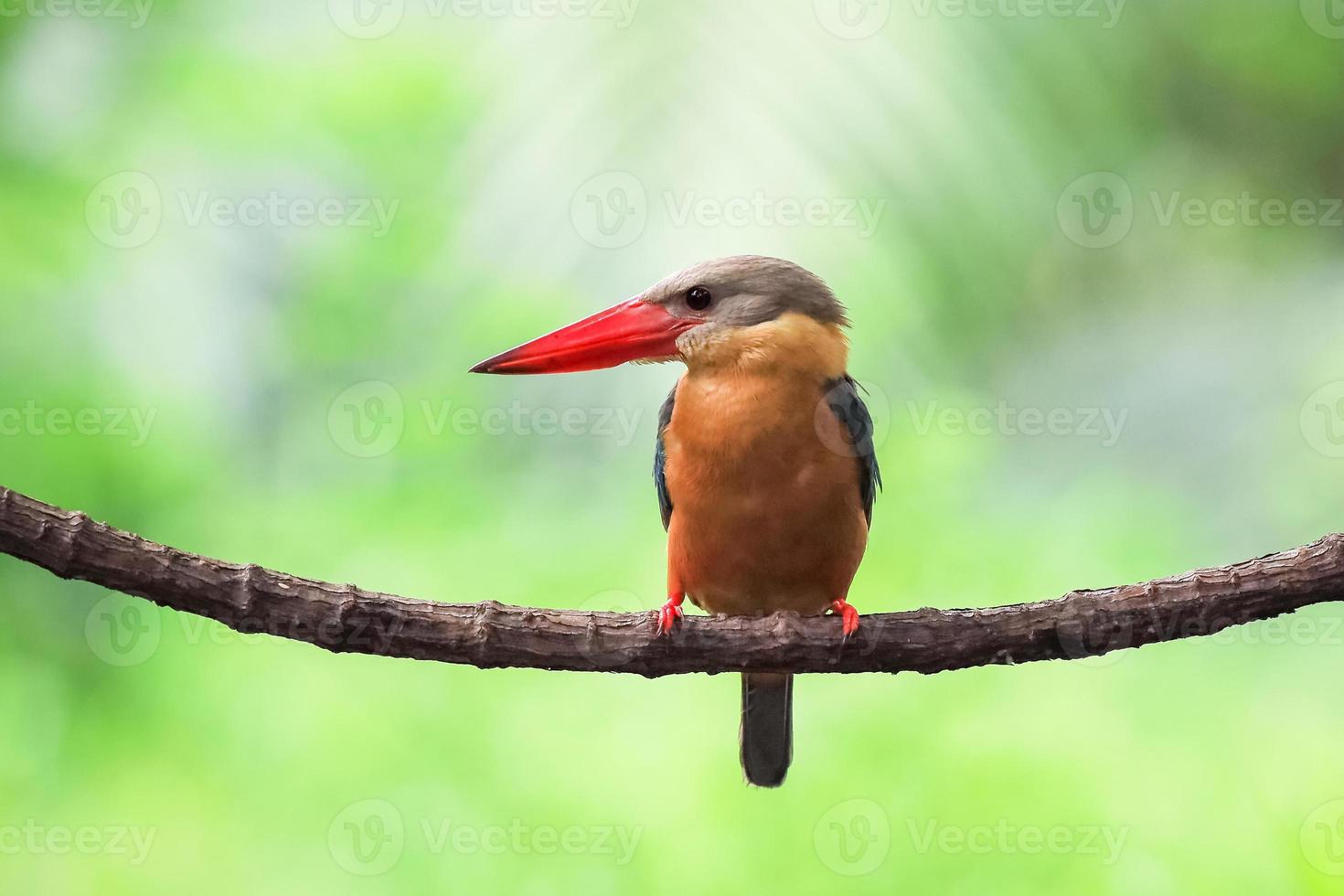 martim-pescador de bico de cegonha empoleirado no galho na tailândia. foto