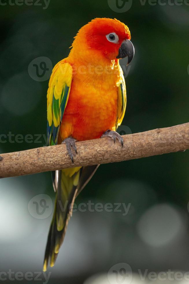 sun conure papagaio empoleirar-se no galho na tailândia. foto