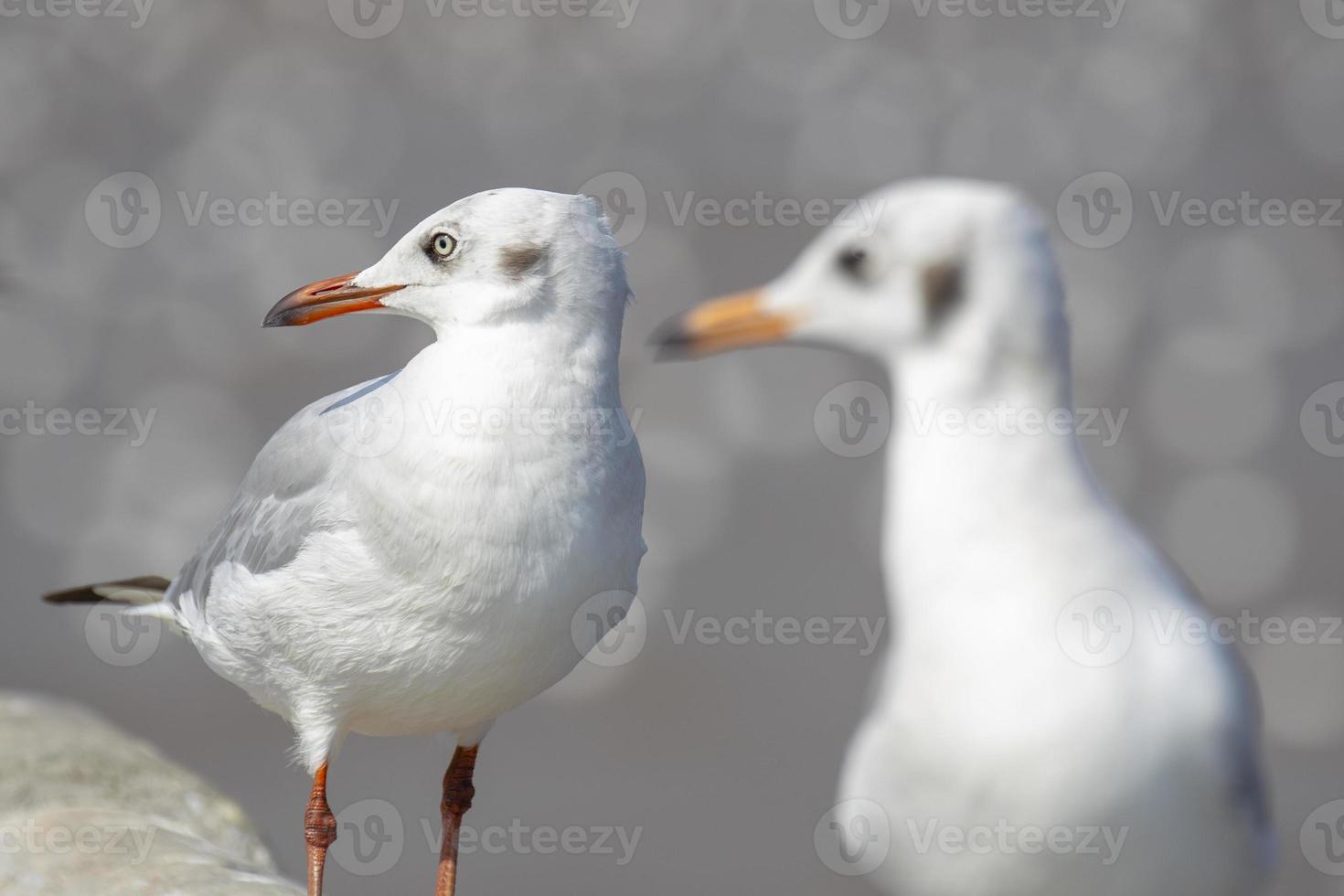 grupo de gaivota no cais na tailândia. foto