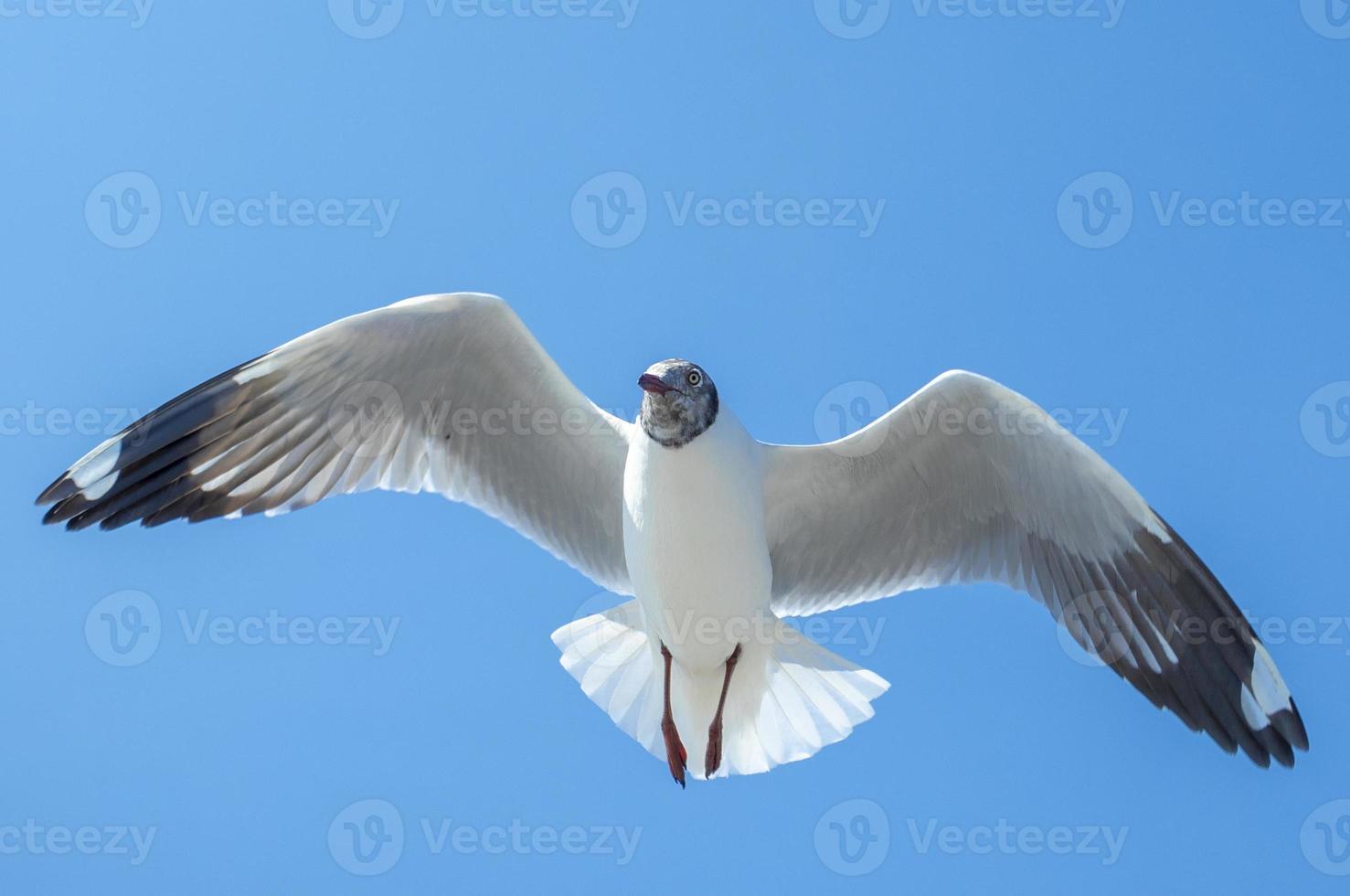 gaivota no céu na Tailândia foto