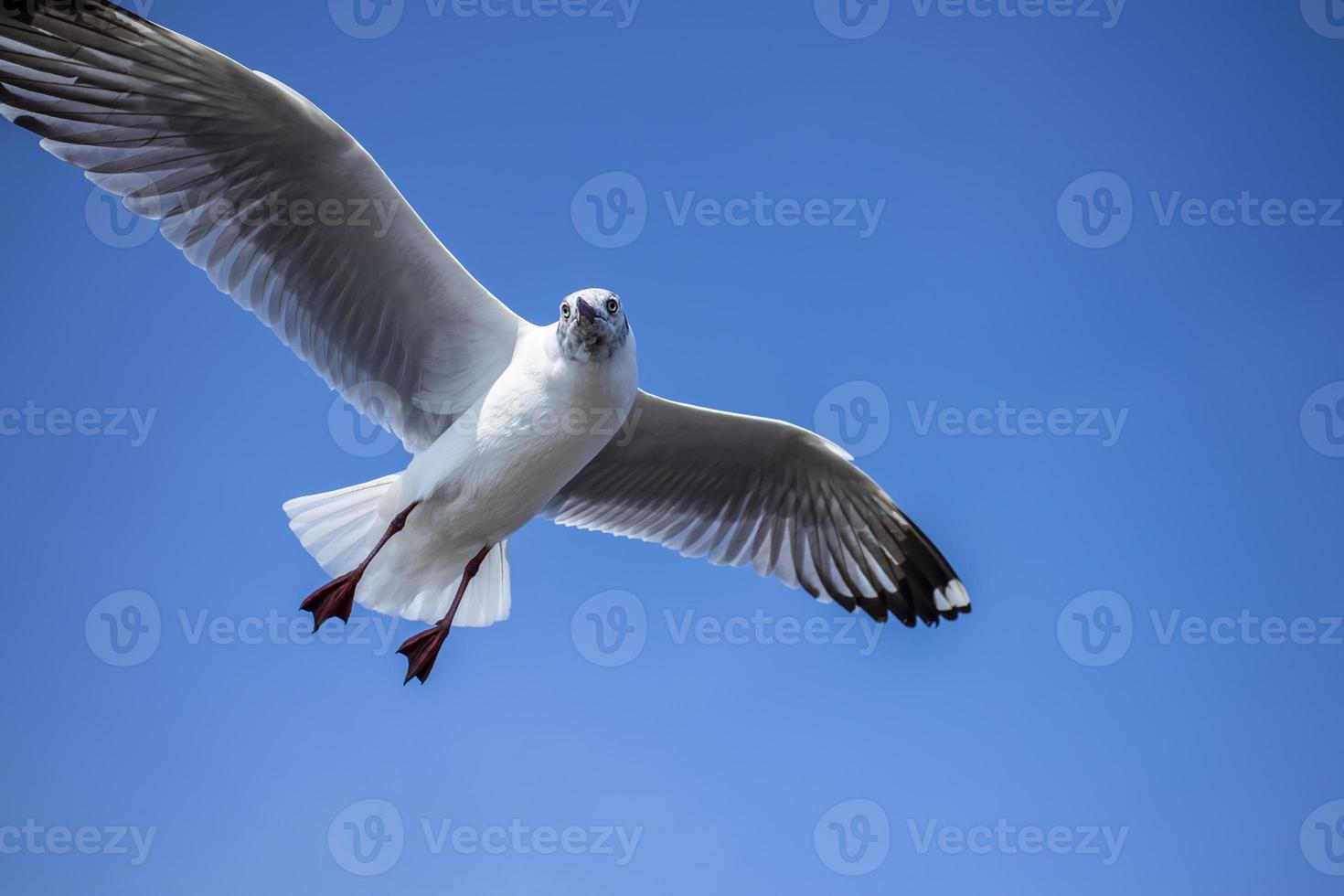 gaivota no céu na Tailândia foto