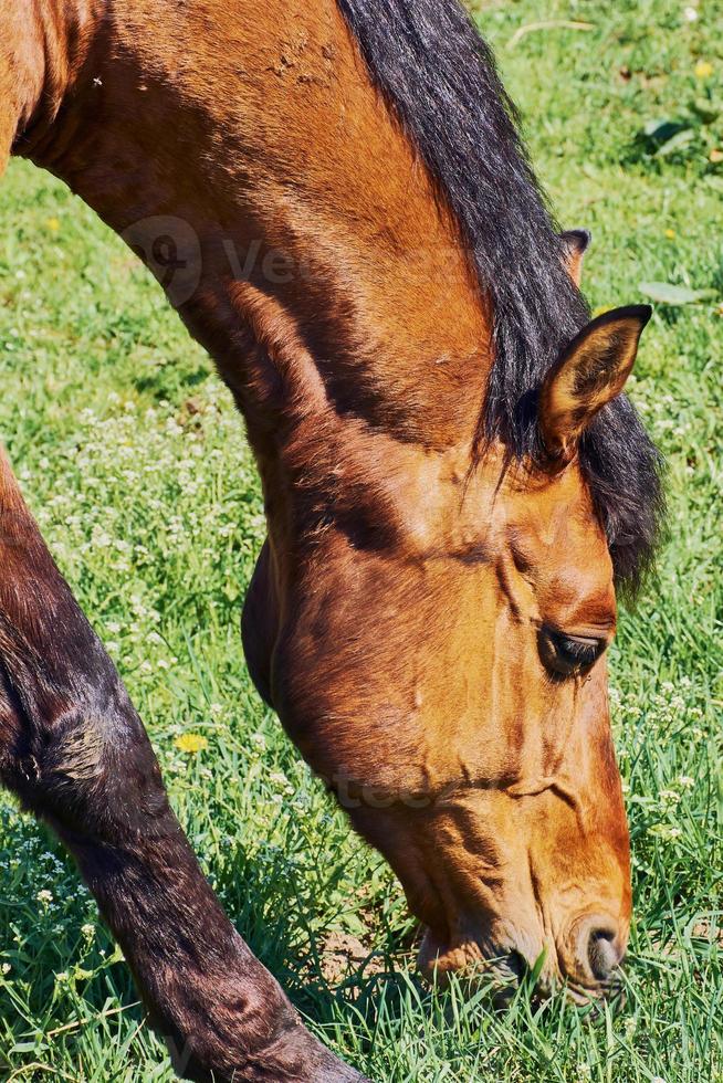 cabeça de um cavalo marrom pastando, close-up foto