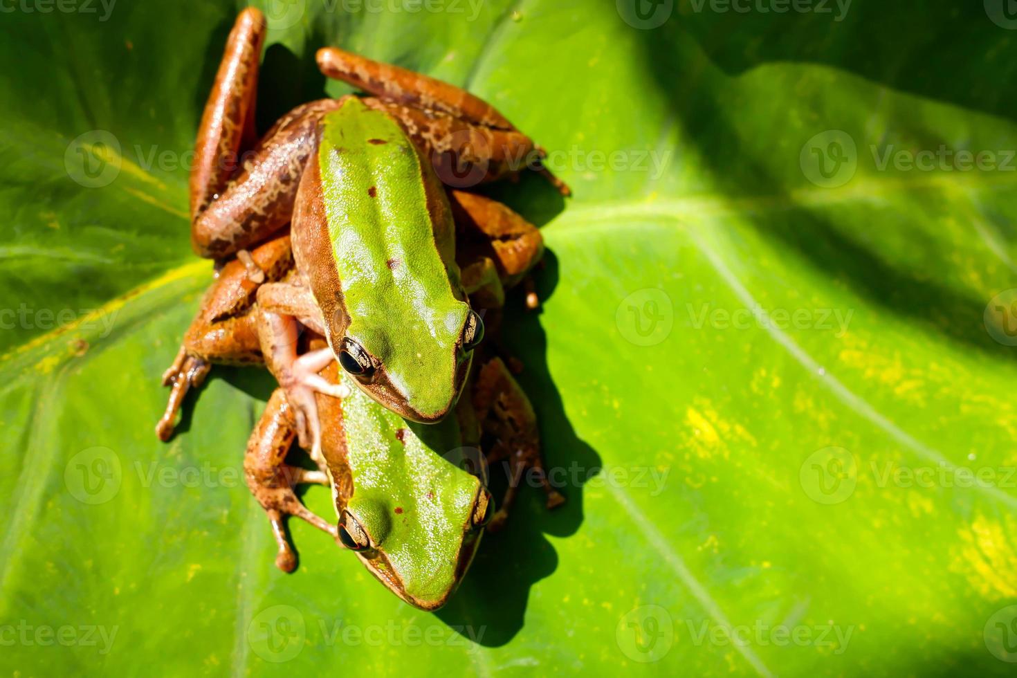 perereca-de-olhos-vermelhos em folha de palmeira grande, perereca-de-olhos-vermelhos, agalychnis callidryas. foto