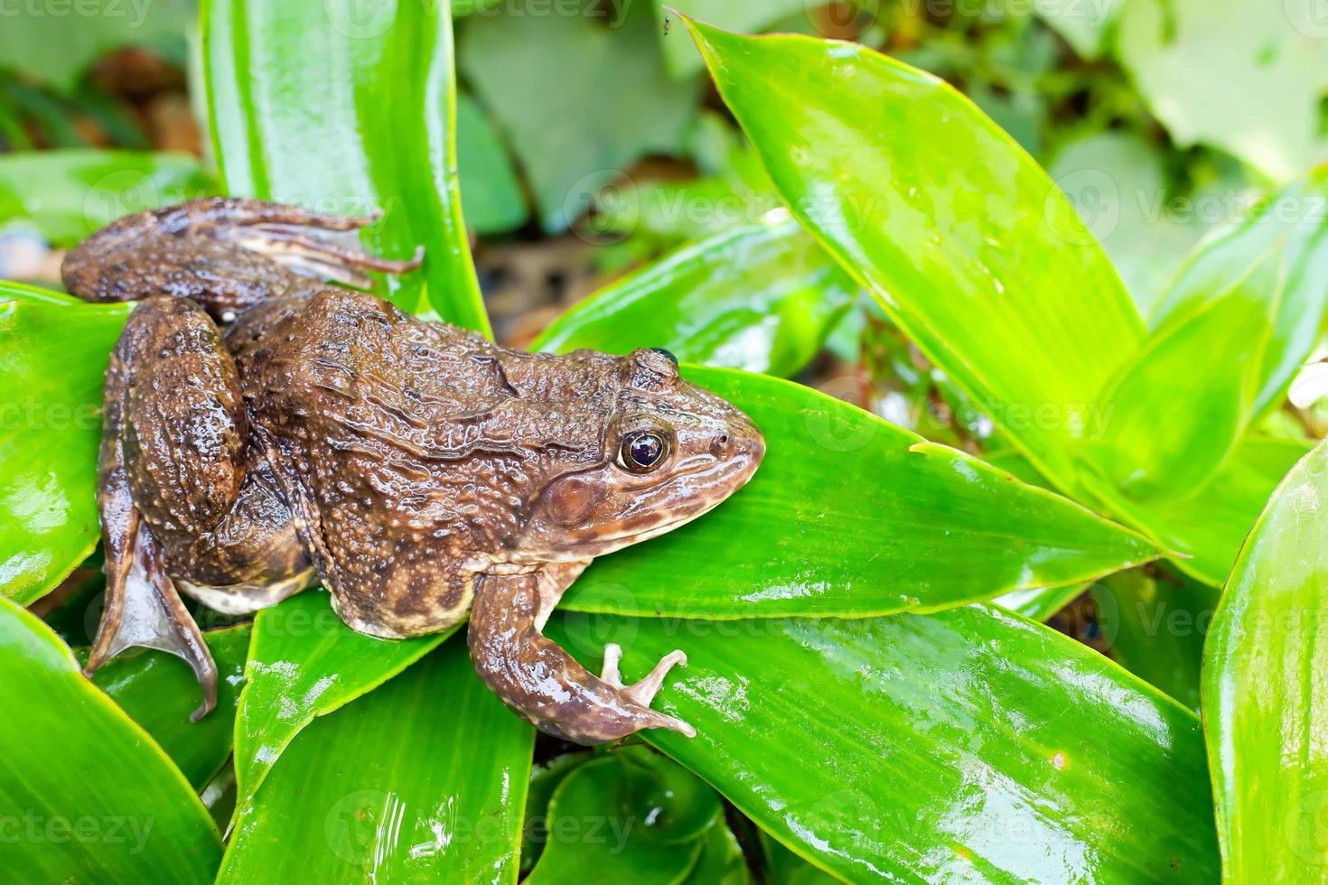 perereca-de-olhos-vermelhos em folha de palmeira grande, perereca-de-olhos-vermelhos, agalychnis callidryas. foto