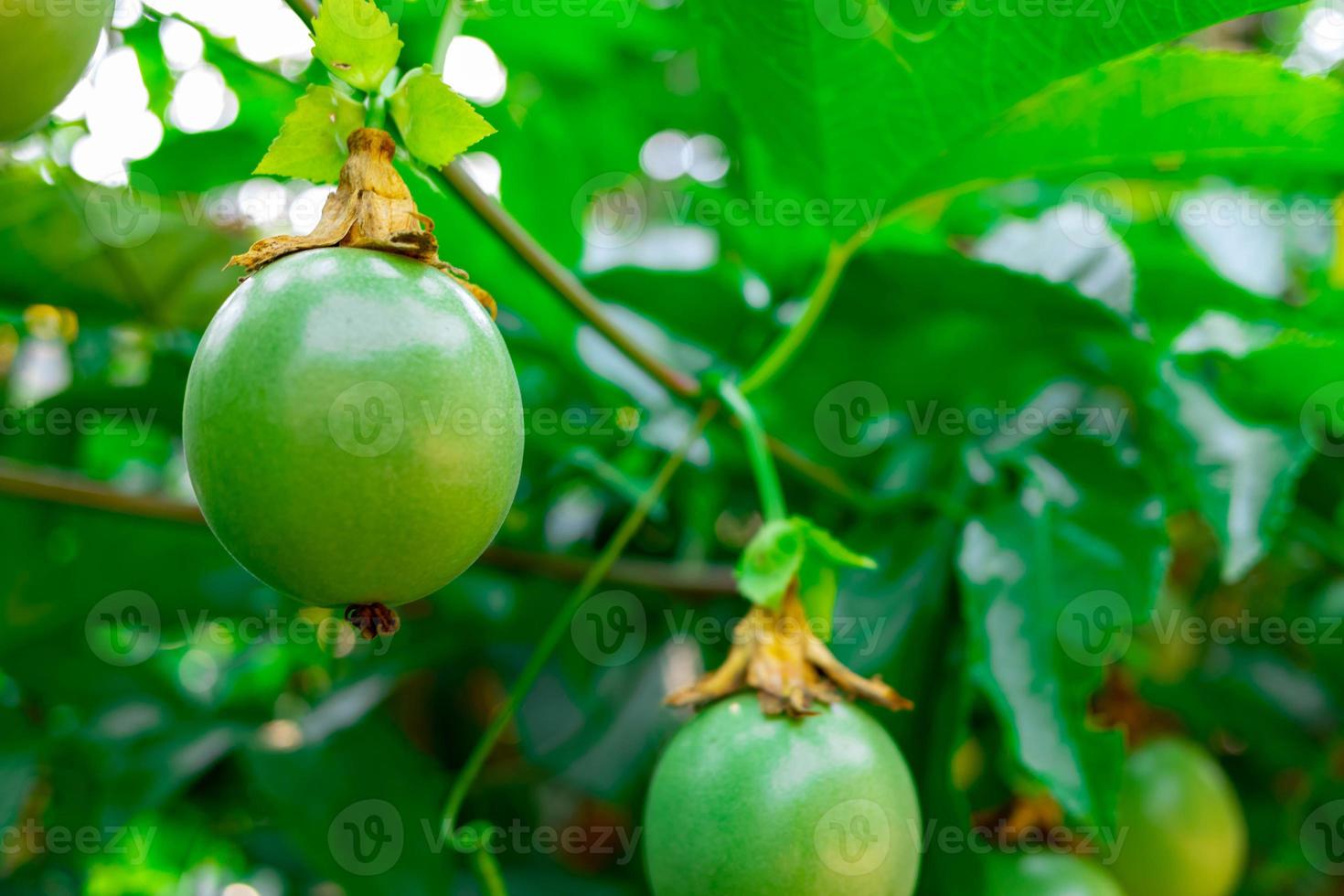 um gulupa verde na árvore. gulupa frutas orgânicas na fazenda tradicional. foto