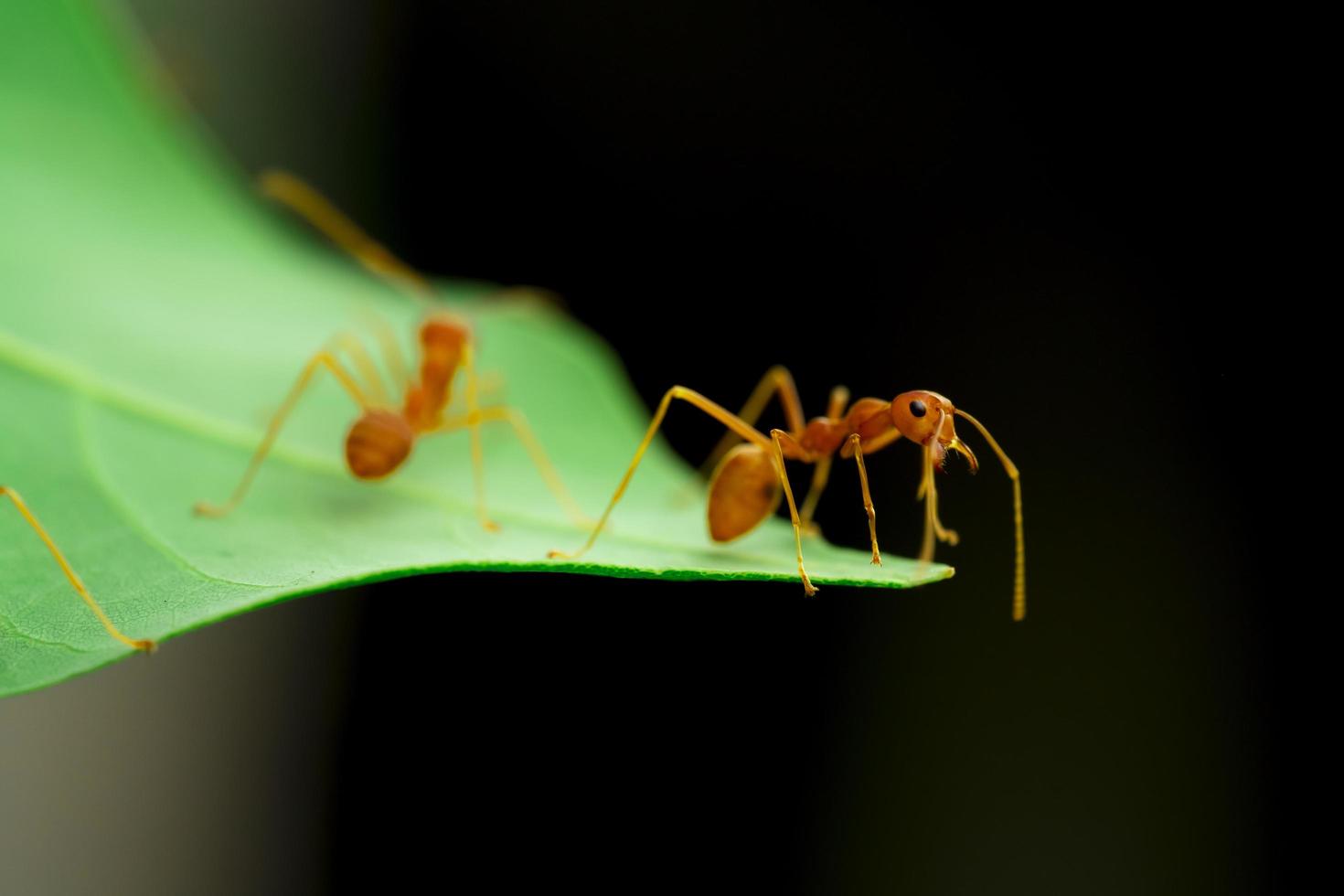 formiga vermelha, formiga na folha verde no jardim, foco seletivo do olho e fundo preto, macro foto