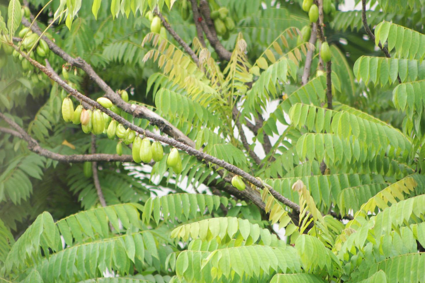 uma árvore de carambola wuluh, muitas vezes chamada de carambola vegetal ou carambola azeda, está crescendo luxuriante foto