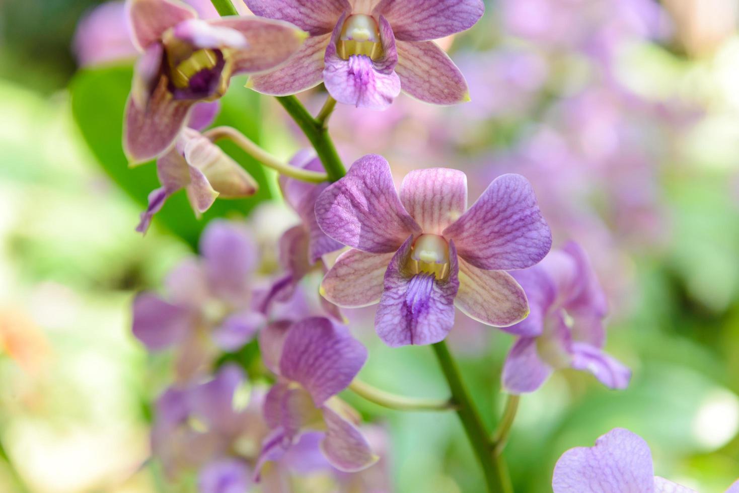 flores de orquídea violeta com fundo natural no jardim foto