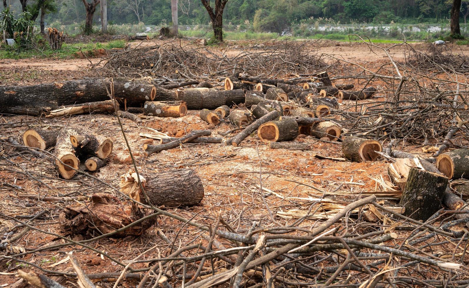 grupo de toras depois de cortar a árvore. toras usadas para fontes de combustível. foto