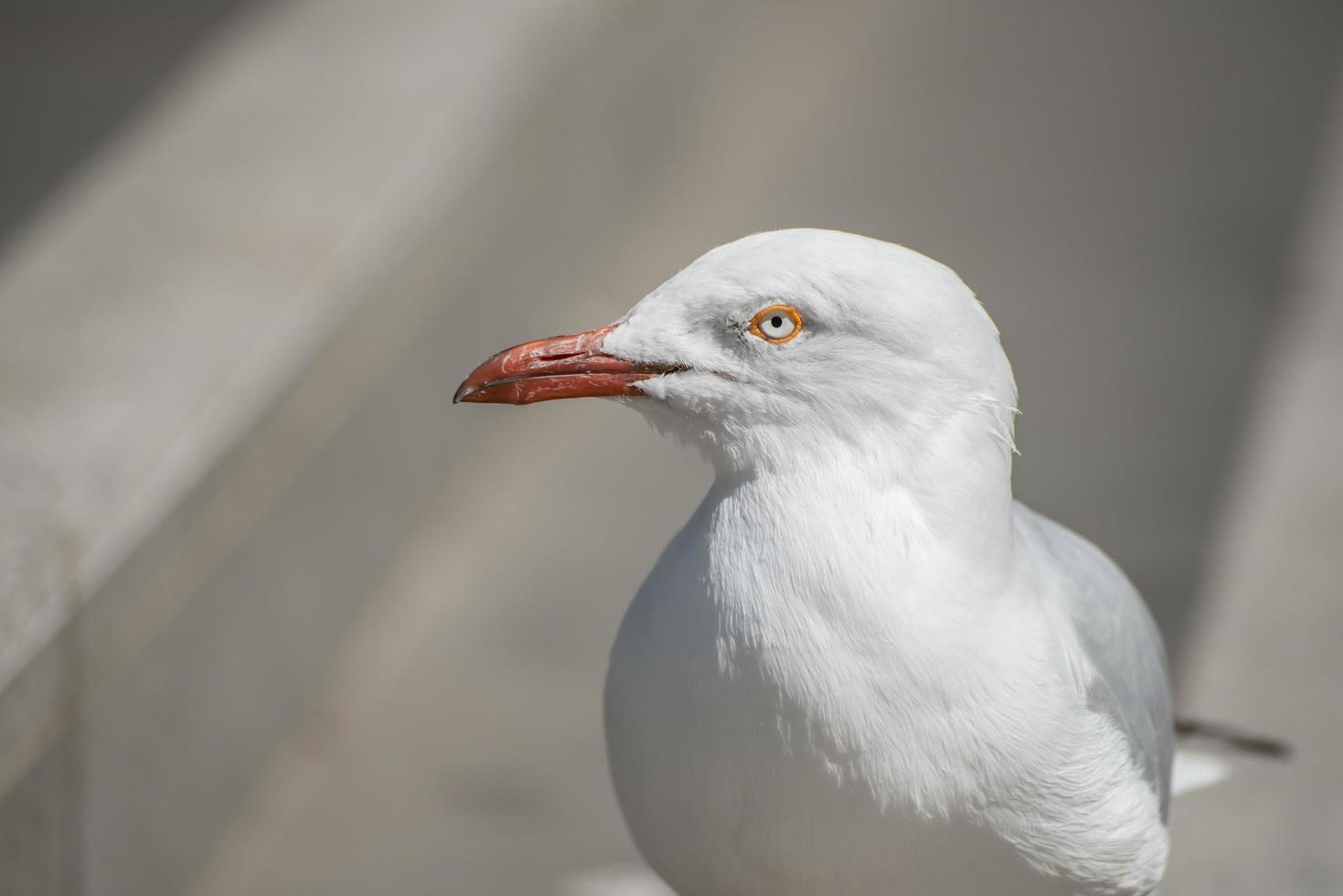 o close-up de um pássaro gaivota. foto