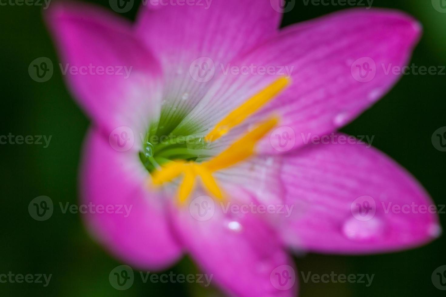 flor rosa com gota de água foto