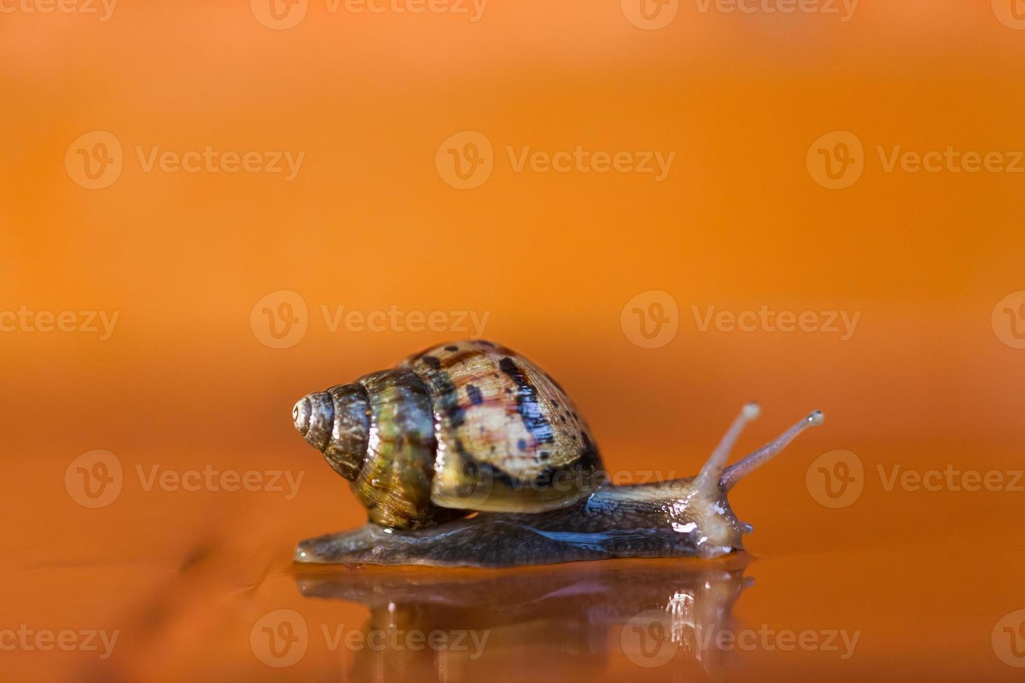 caracol rastejando no chão foto