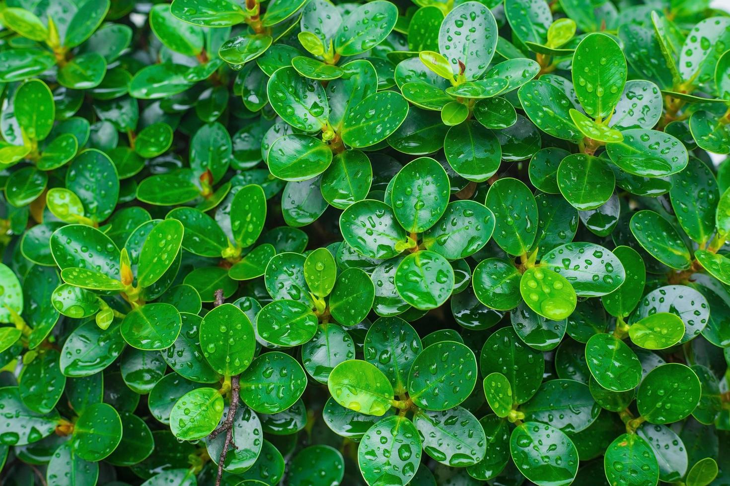 folhas verdes de figueira coreana com pingos de chuva nas folhas usadas como pano de fundo. foto