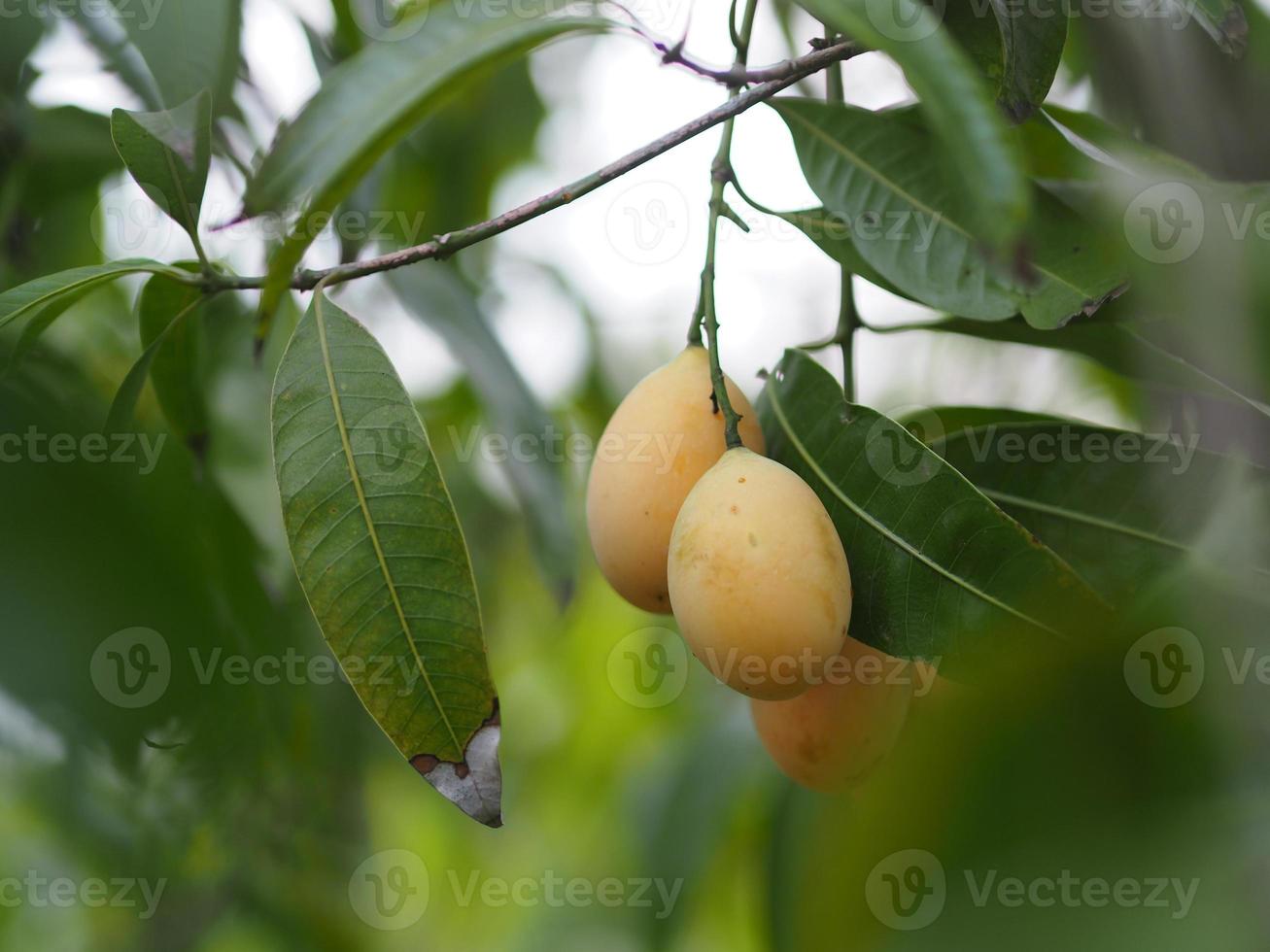 ameixa mariana, anacardiaceae, bouea macrophylla griff maprang é fruta doce amarela, fundo da natureza foto