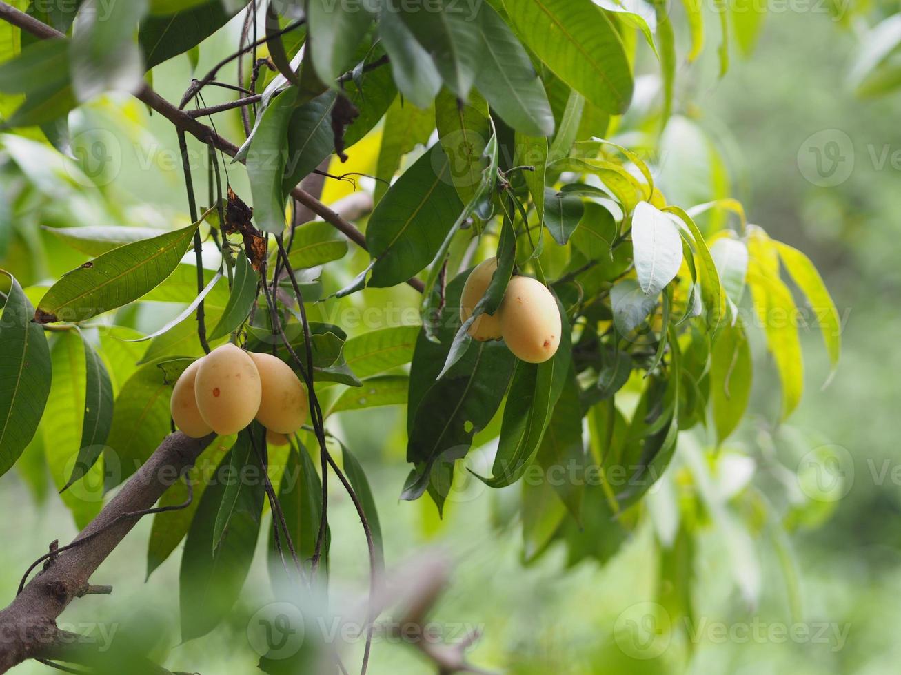 ameixa mariana, anacardiaceae, bouea macrophylla griff maprang é fruta doce amarela sobre fundo branco foto