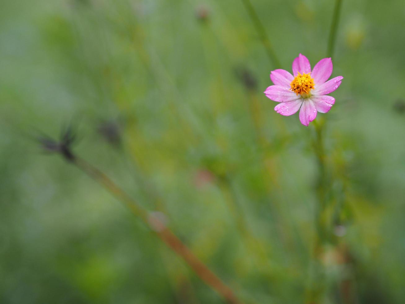 flor rosa cosmos caudatus, cosmos selvagem, ulam raja, rei da salada fresca florescendo no jardim folhas verdes fundo de comida foto