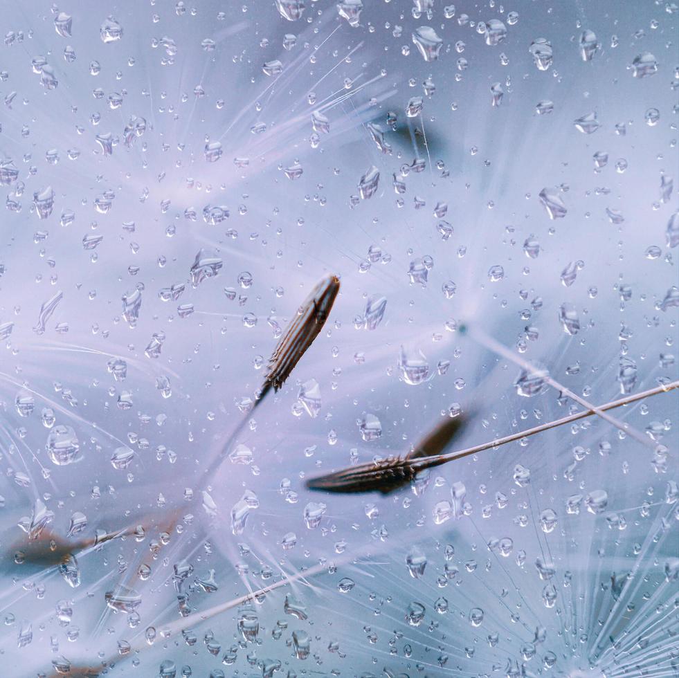 gotas de chuva e sementes de dente de leão branco em dias chuvosos na primavera foto