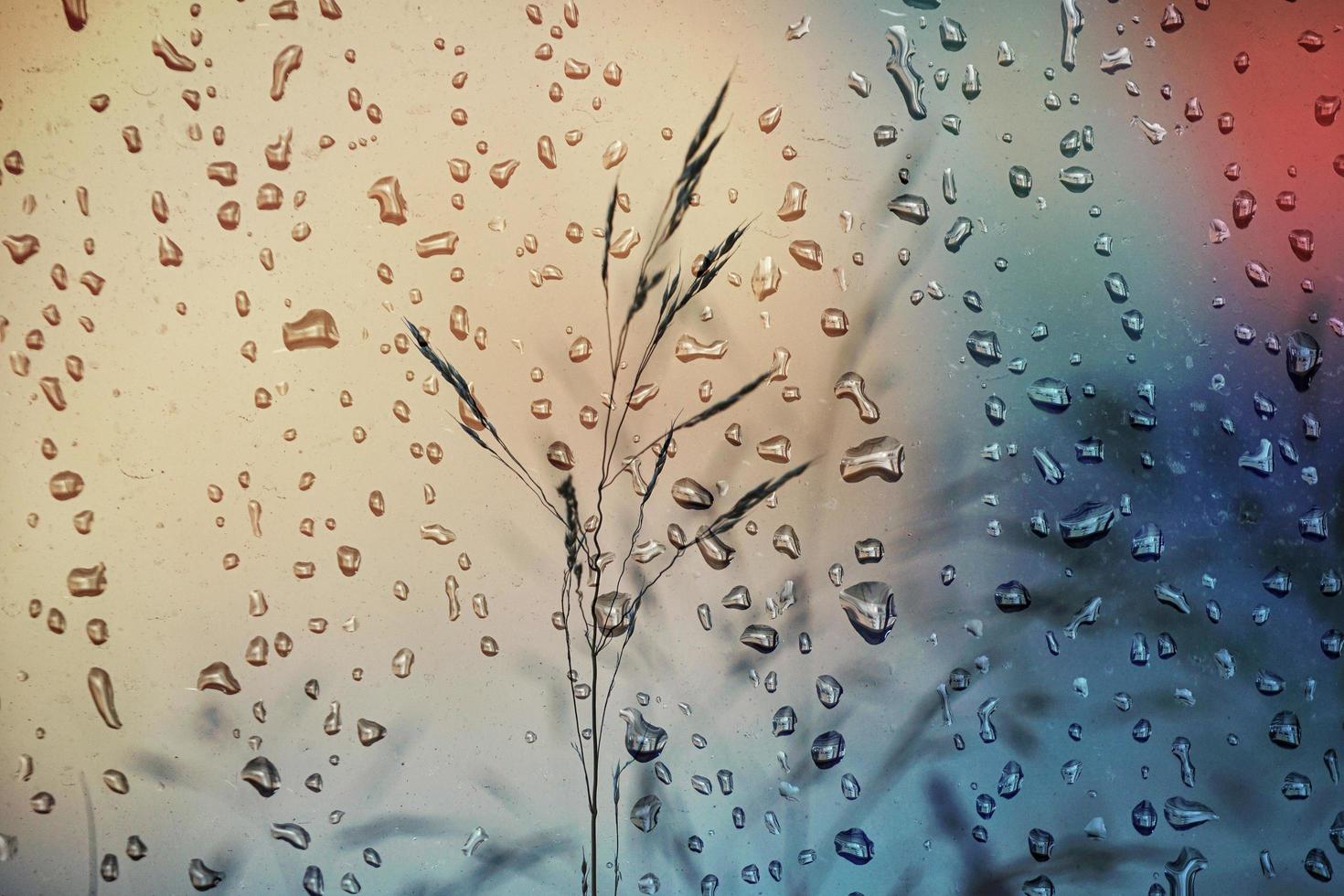 plantas de flores e pingos de chuva em dias chuvosos na primavera foto