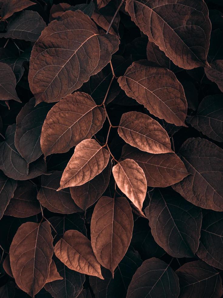 folhas de plantas marrons na natureza na temporada de outono, cores de outono foto