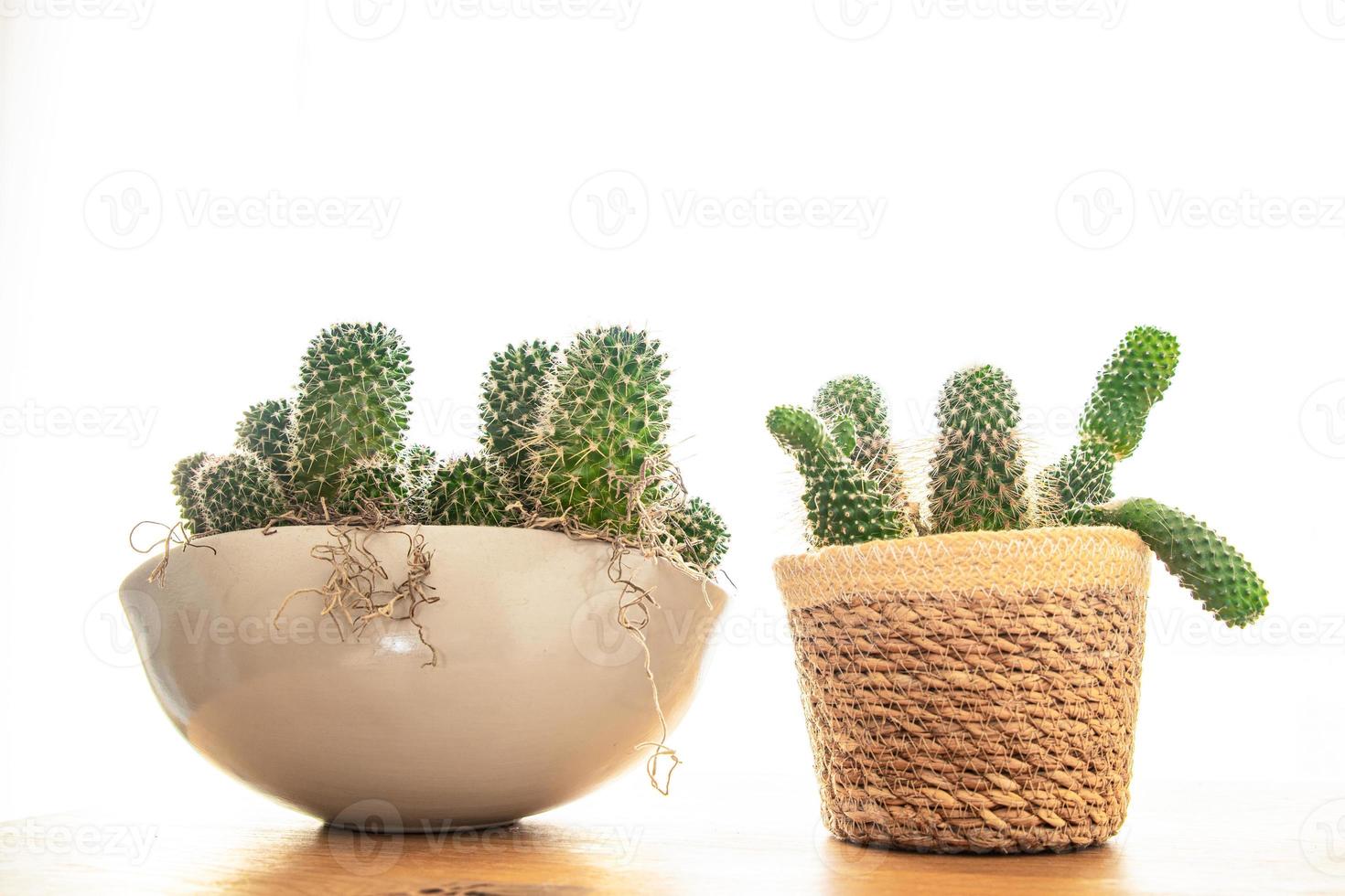 cacto espinhoso planta suculenta planta em casa flor de interior sempre-viva em um vaso de flores na mesa cópia espaço foto