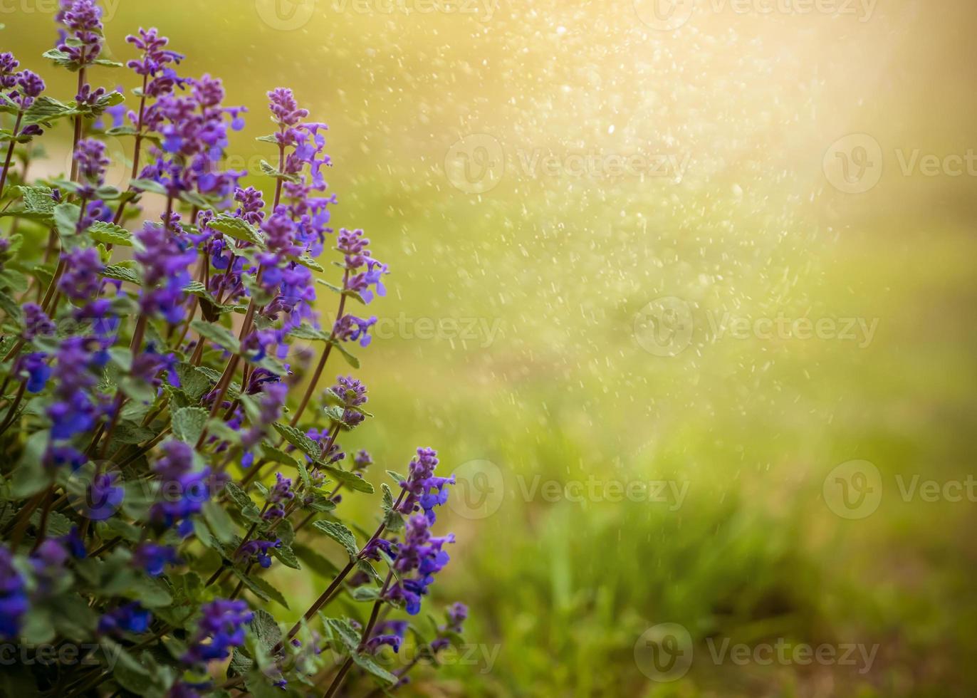 fundo quente de verão de flores roxas sobre fundo verde foto