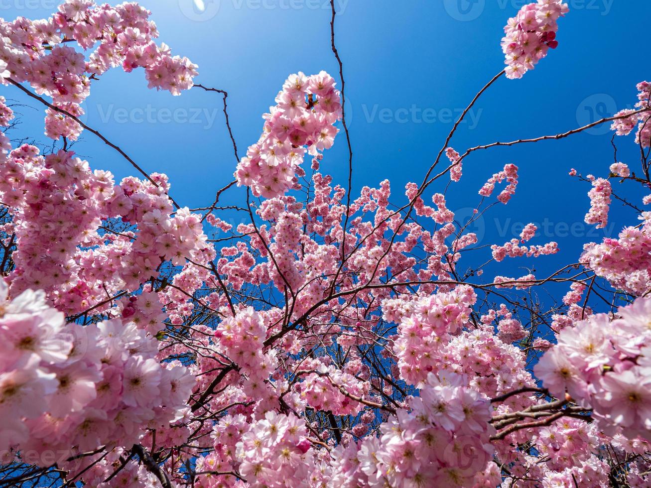 lindas flores de cerejeira florescendo com flores cor de rosa foto